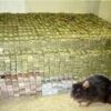 Spiritual Rats / Short Boys  That Brings Money Call: +27722171549