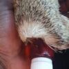 Super Genuine Original Sandawana oil And Skin Call +27722171549