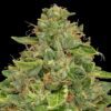+971551062568  Buy weed in Dubai, Buy weed in Abu Dhabi, Sharjah